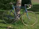 Olmo